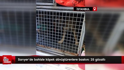 Sarıyer'de bahisle köpek dövüştürenlere baskın: 25 gözaltı