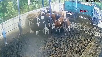 DANA A PROJETÉ LE PRODUCTEUR À 2 MÈTRES DANS LES AIRS AVEC SON COUP DE CORNE