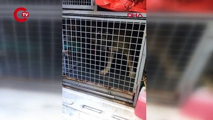 Bahisle köpek dövüştürdüler... 25 kişi gözaltına alındı!