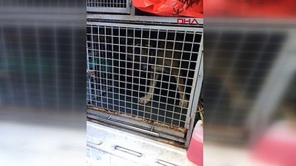 İstanbul'da bahisle köpek dövüştürenlere şafak baskını