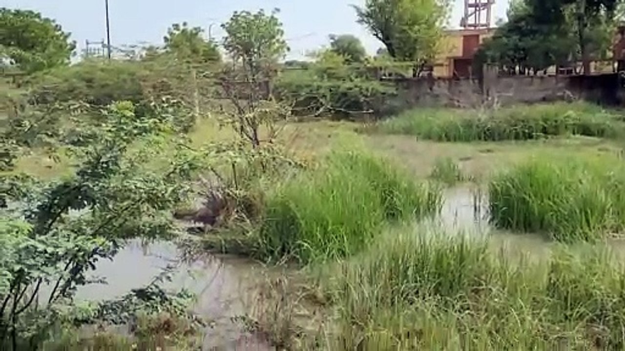 जलदाय विभाग की लापरवाही, व्यर्थ बहता बीसलपुर का...