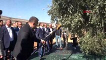 LA RÉCOLTE DES OLIVES A COMMENCÉ À KİLİS