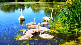 Calm the NERVOUS | Beautiful birds | Viral Video | 4K Nature Video