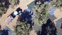 Zeytin hasadı havadan böyle görüntülendi