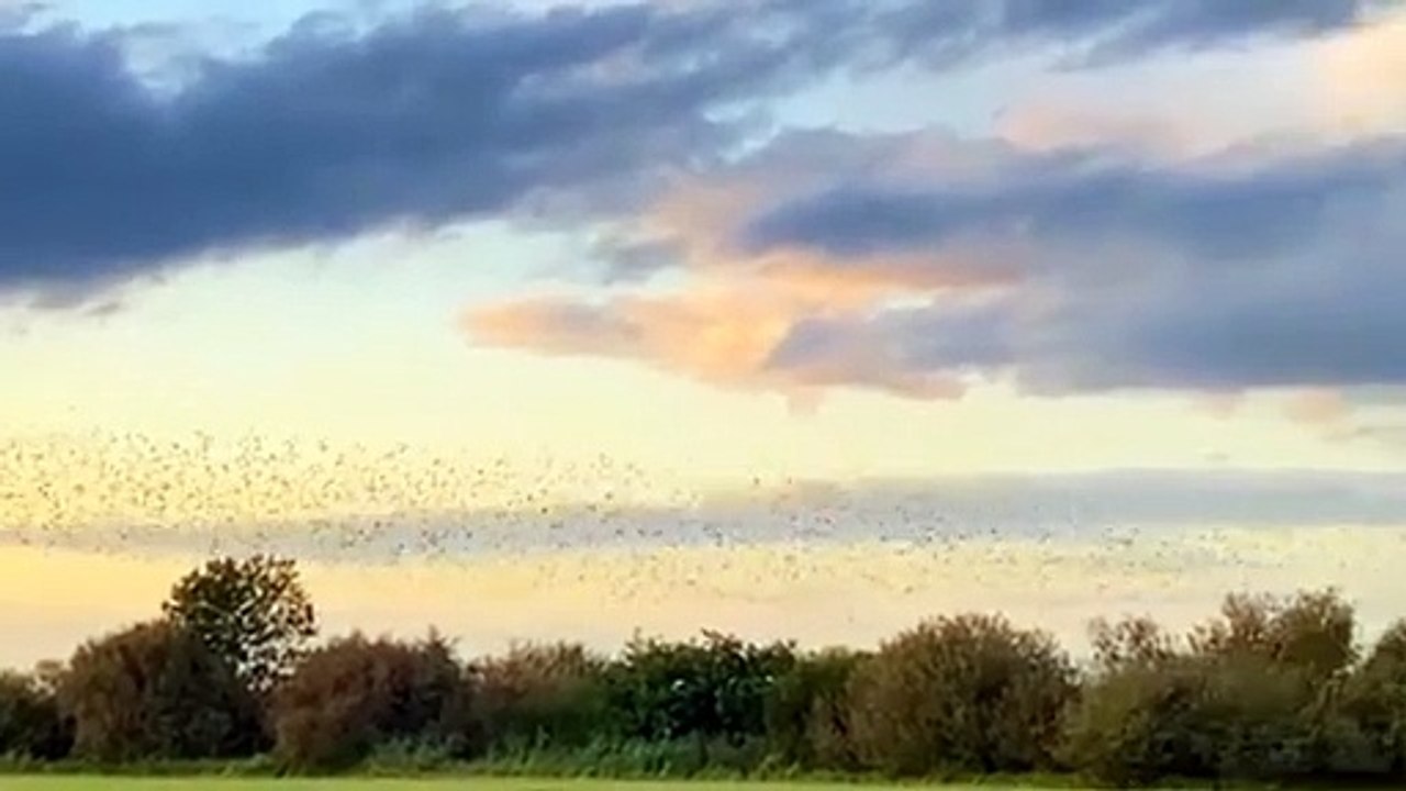 #viralVideo | Calming and Peaceful  | Natural View | Relaxation | #nature #viral