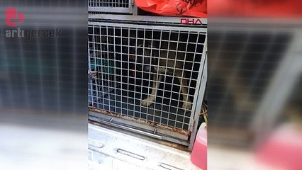 Bahisle köpek dövüştürenlere baskın: 25 gözaltı