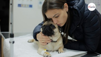 Cane lotta per la sua vita perché la sua padrona non conosceva i pericoli in cucina