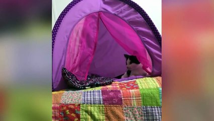 FUNNY Cats, This is the best medicine when you need to smile!