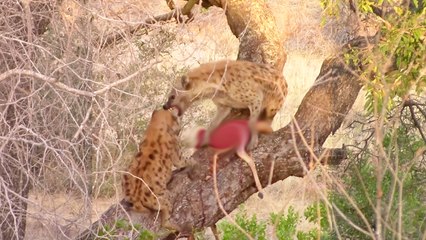 Why Hyenas Shouldn't Climb Trees