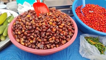 İnebolu'da Kestane Hasadı Başladı