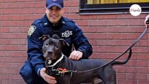 Poliziotto trova un cane incatenato: quello che fa è degno di un eroe!