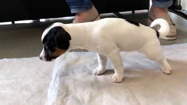 Devinez ce qu'a mangé ce chiot