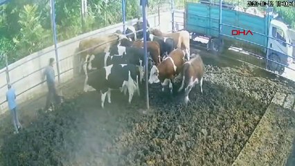 DANA A PROJETÉ LE PRODUCTEUR À 2 MÈTRES DANS LES AIRS AVEC SON COUP DE CORNE