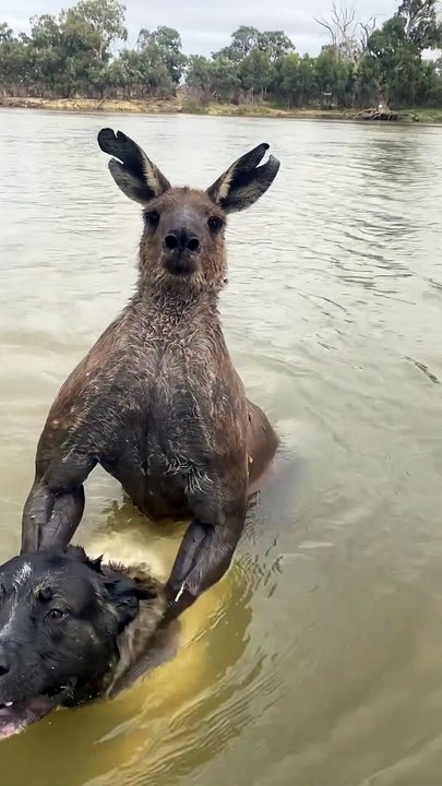 En Australie Un Professeur de Ju-Jitsu Affronte un Kangourou pour Sauver son Chien