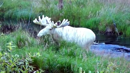 One In a Billion Animal Moments