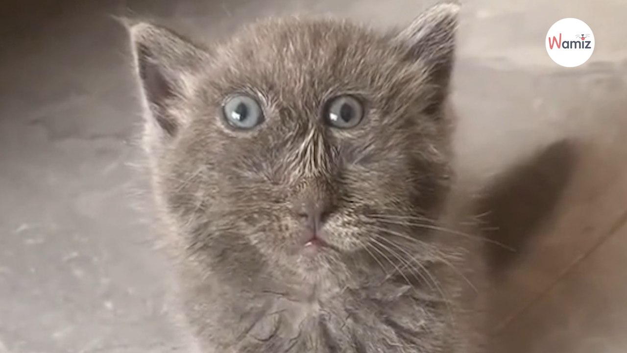 Elle présente son chaton sur TikTok : 49M d’internautes pensent qu’il s’agit d’un filtre