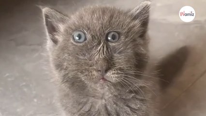 Elle présente son chaton sur TikTok : 49M d’internautes pensent qu’il s’agit d’un filtre