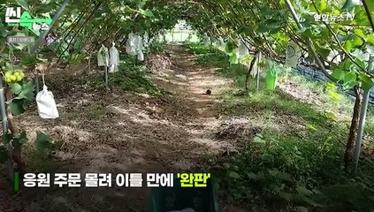 [씬속뉴스] 조용한 마을 샤인머스캣 '주문 폭주'…딸과 엄마 감동의 눈물 흘린 사연