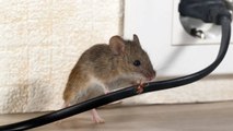 Los Mejores Consejos Para Prevenir Una Plaga De Ratones En Invierno