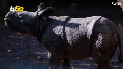 This Baby Rhino Is One of the Funniest Newborns Out There