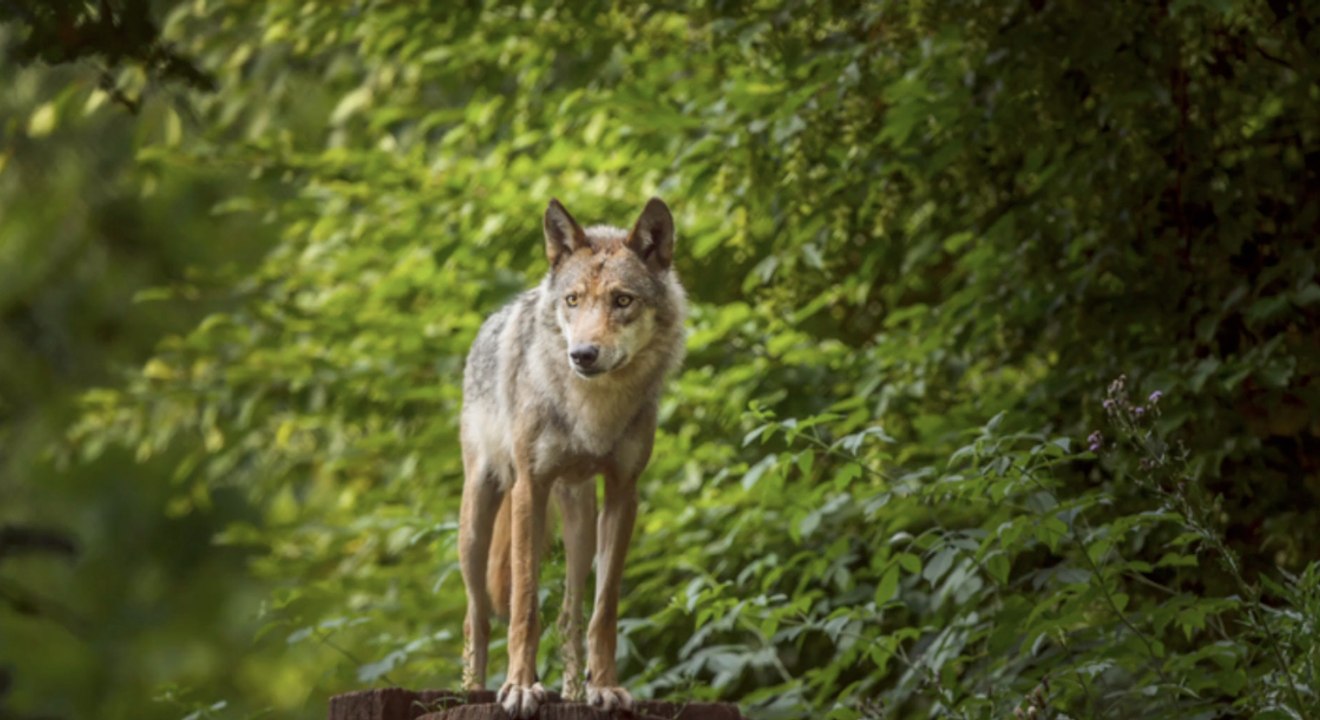 Brandenburg: wolf tötet offenbar 14 sikahirsche