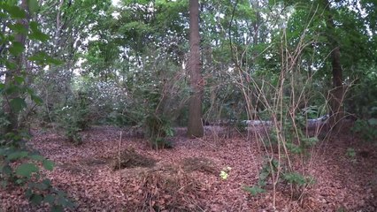 Eichhörnchen - squirrels #Aussprache #easyGermanLearning #German