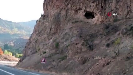 Des chèvres sauvages ont été observées avec un téléphone portable à Erzurum