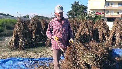 Des études sont en cours pour la qualité et l'efficacité du Golden Sesame à Manavgat