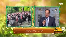 آخر أخبار قطاع الرومي في مصر وفوائد لحمه للمرضى والأصحاء | حكايات ومعجزات