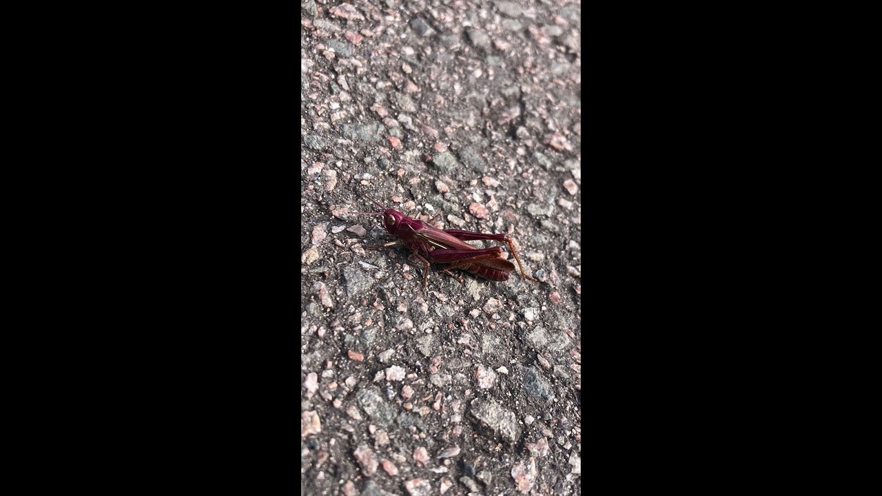 SShocked Derbyshire woman spotted super-rare PINK grasshopper on the pavement