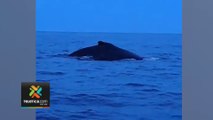 tn7-avistamiento-de-ballenas-jorobadas-171023
