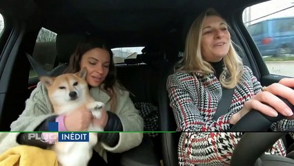 Mon maître est une célébrité