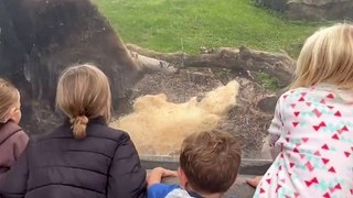 Bear Startles Kids at Zoo