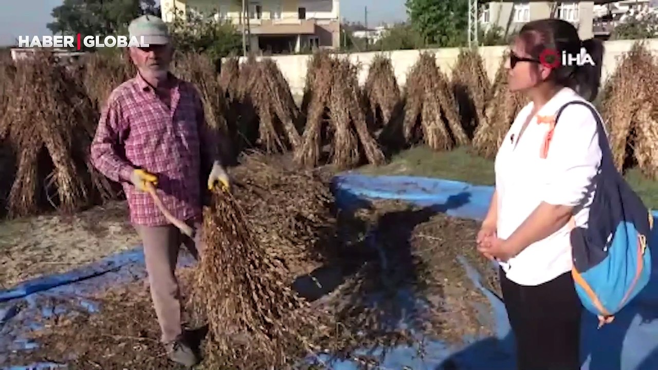 Coğrafi işaretli "altın susam"da hasat zamanı, kilosu 80-85 TL’den alıcı buluyor