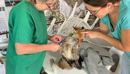 Marie-Pierre Puech nous ouvre les portes du futur hôpital de la faune sauvage à Brissac
