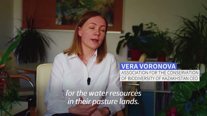 Kazakhstan to legalise hunting of the once-threatened Saiga antelope