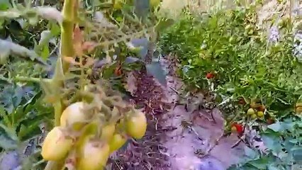 Green City View in Renala khurd  _ Daily Vlogging _ Abdullah Nisar