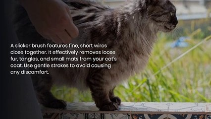 The Ultimate Guide to Cat Grooming Tips and Techniques for a Happy and Healthy Feline