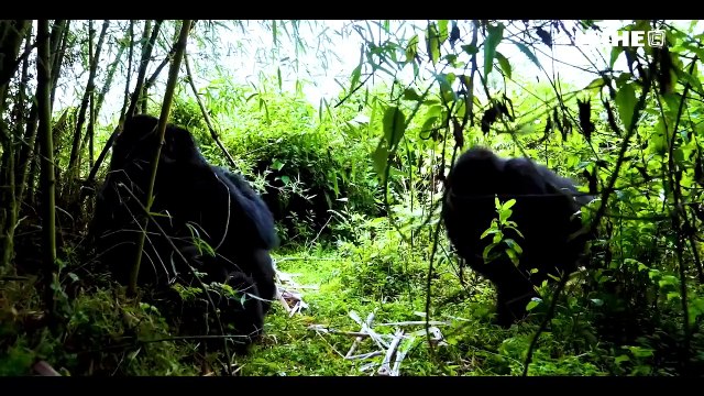 South African Foreign Minister discusses visa issues with Rwanda