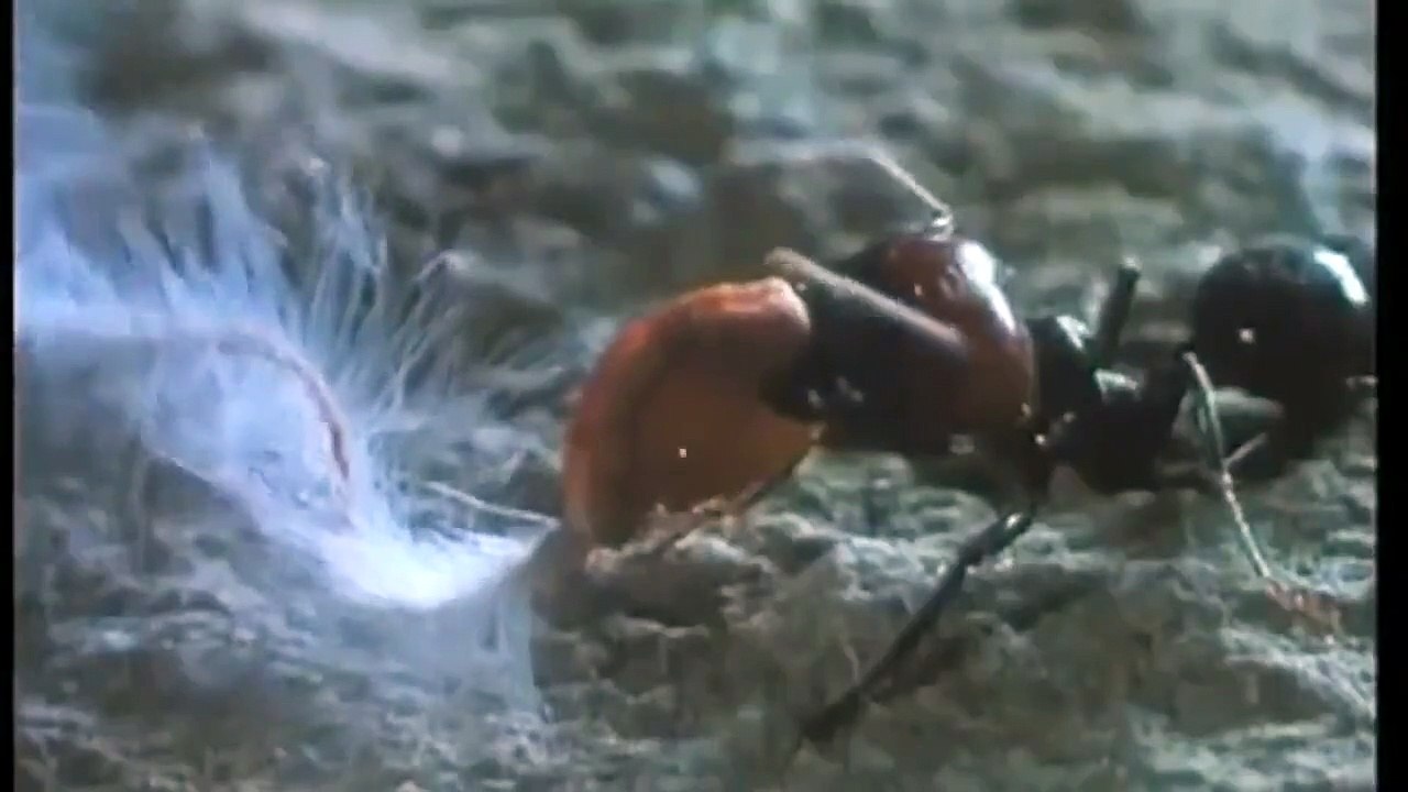 Microcosmos, le peuple de l'herbe