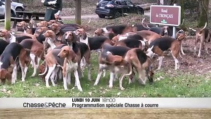 Vénerie, une chasse contemporaine