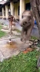Cet éléphant sait comment se servir d'une fontaine