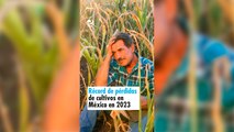 Récord de pérdidas de cultivos en México durante el 2023