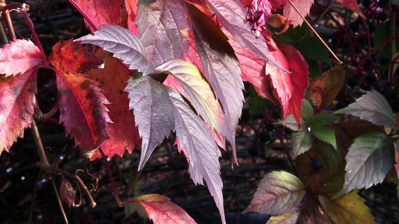 Dziennik Zachodni / Jesien w ogrodach Kapias / Andrzej Kornaś