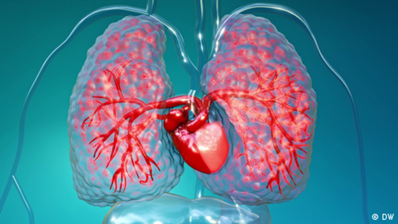 Wie funktioniert der Blutkreislauf?