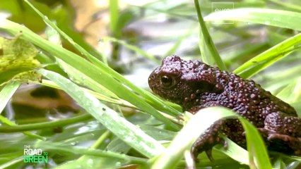Europas Flüsse renaturieren: Menschen und Natur haben viel zu gewinnen