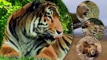 Animales al natural - Grandes felinos