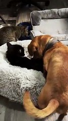 Three Pets Argue Over One Bed
