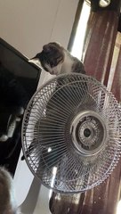 Kitten Rides Oscillating Fan