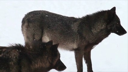 Wisconsin Senate Weighing Bill to Set Wolf Hunting Limit